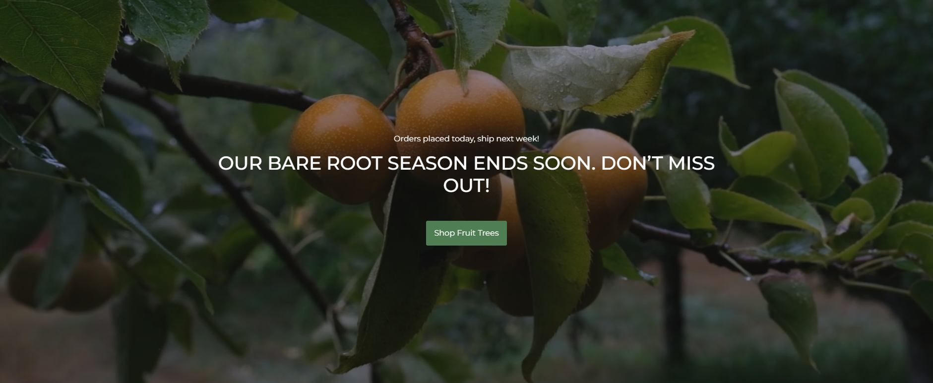 Grow Your Own Edible Paradise